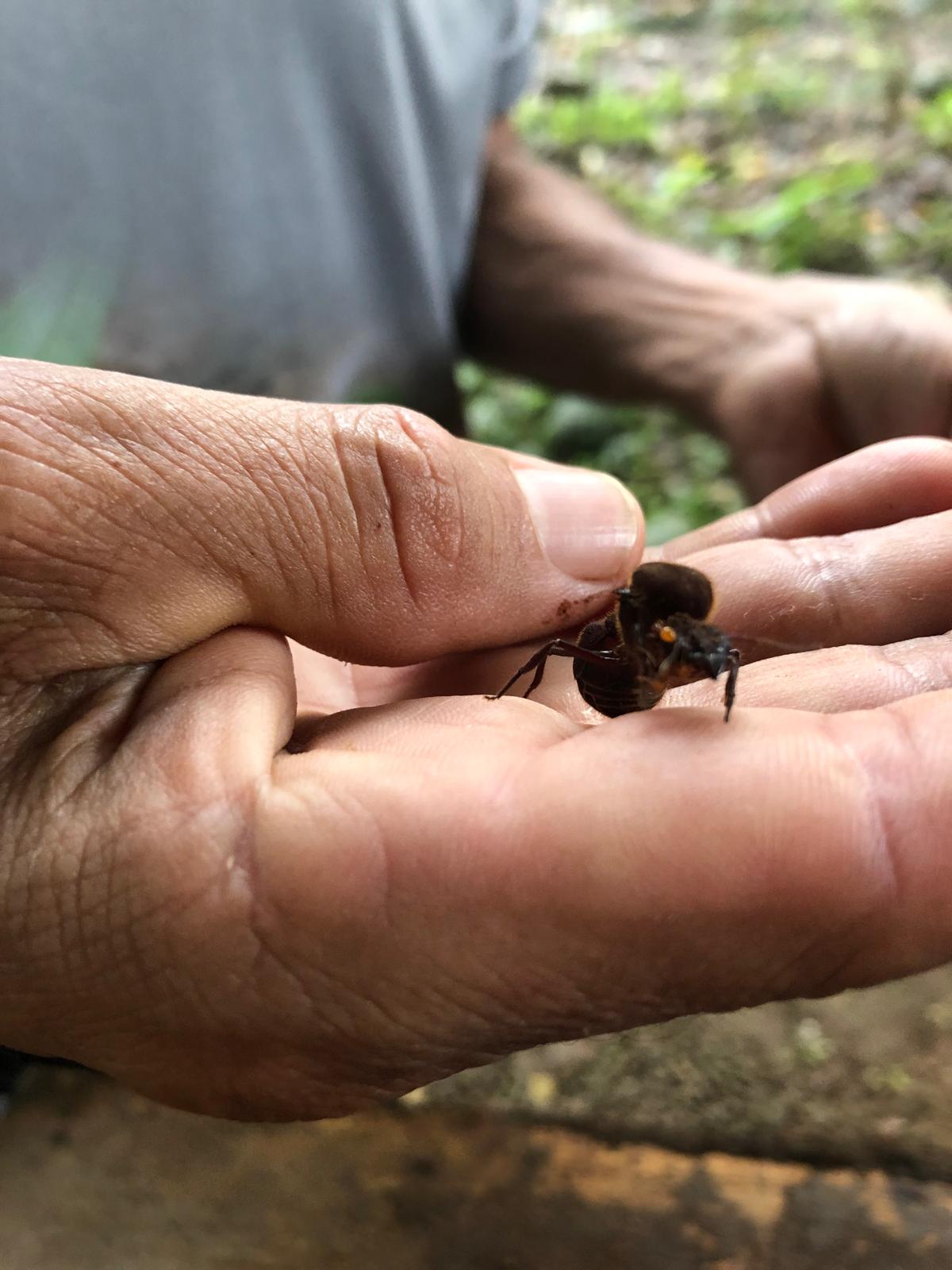 fourmi, insecte, feuille, vivant, costa rica